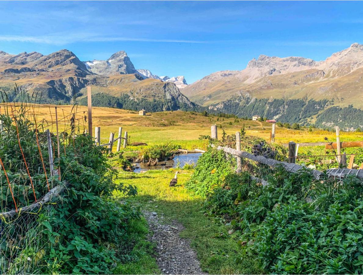 Apartamento Heimelige Mit Sicht In Bergwelt Bivio